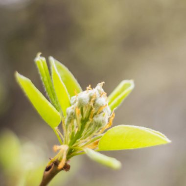 Bahar çiçeği konsepti. Dolu çiçekler ve orman ağacının ilk yaprakları. Soyut, bulanık bir arkaplanda güzel bir çiçek. Yumuşak seçici odaklı yakın plan.