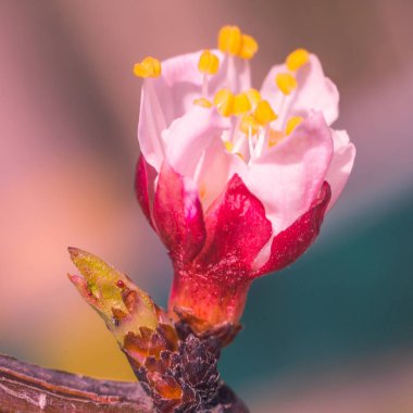 Bulanık çiçek arkaplanı. Dolu çiçekler ve orman ağacının ilk yaprakları. Bahar, ziyafet, kutlama ve güzel çiçek dekorasyonu konsepti. Yumuşak seçici bir odak ile yakın çekim. Ayarlanmış