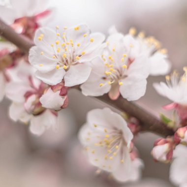 Bahar çiçek konsepti. Kayısı ağacının tam çiçeklenme. Soyut bulanık arka plan üzerinde güzel çiçek. Yumuşak seçici odakla yakın çekim.