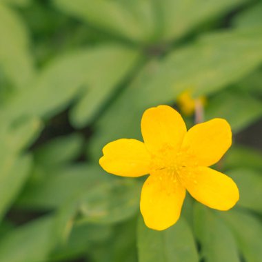 Bulanık çiçek arkaplanı. Dolu çiçekler ve orman ağacının ilk yaprakları. Bahar, ziyafet, kutlama ve güzel çiçek dekorasyonu konsepti. Yumuşak seçici bir odak ile yakın çekim. Ayarlanmış