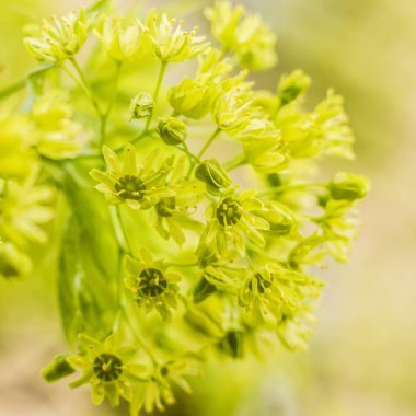 Bahar çiçeği konsepti. Dolu çiçekler ve orman ağacının ilk yaprakları. Soyut, bulanık bir arkaplanda güzel bir çiçek. Yumuşak seçici odaklı yakın plan.