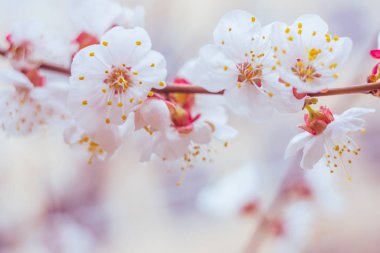 Bulanık çiçek arkaplanı. Dolu çiçekler ve orman ağacının ilk yaprakları. Bahar, ziyafet, kutlama ve güzel çiçek dekorasyonu konsepti. Yumuşak seçici bir odak ile yakın çekim. Ayarlanmış