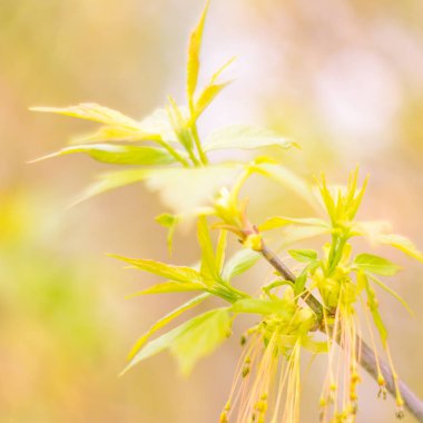 Bulanık çiçek arkaplanı. Dolu çiçekler ve orman ağacının ilk yaprakları. Bahar, ziyafet, kutlama ve güzel çiçek dekorasyonu konsepti. Yumuşak seçici odaklı yakın plan