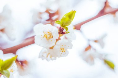 Bulanık çiçek arkaplanı. Dolu çiçekler ve orman ağacının ilk yaprakları. Bahar, ziyafet, kutlama ve güzel çiçek dekorasyonu konsepti. Yumuşak seçici bir odak ile yakın çekim. Ayarlanmış