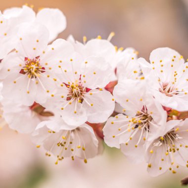 Bahar çiçek konsepti. Kayısı ağacının tam çiçeklenme. Soyut bulanık arka plan üzerinde güzel çiçek. Yumuşak seçici odakla yakın çekim.