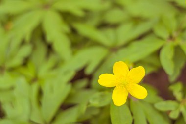 Bulanık çiçek arkaplanı. Dolu çiçekler ve orman ağacının ilk yaprakları. Bahar, ziyafet, kutlama ve güzel çiçek dekorasyonu konsepti. Yumuşak seçici bir odak ile yakın çekim. Ayarlanmış