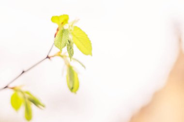 Bulanık çiçek arkaplanı. Dolu çiçekler ve orman ağacının ilk yaprakları. Bahar, ziyafet, kutlama ve güzel çiçek dekorasyonu konsepti. Yumuşak seçici bir odak ile yakın çekim. Ayarlanmış