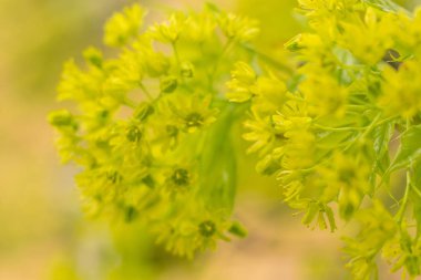 Bulanık çiçek arkaplanı. Dolu çiçekler ve orman ağacının ilk yaprakları. Bahar, ziyafet, kutlama ve güzel çiçek dekorasyonu konsepti. Yumuşak seçici bir odak ile yakın çekim. Ayarlanmış
