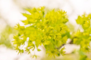 Bulanık çiçek arkaplanı. Dolu çiçekler ve orman ağacının ilk yaprakları. Bahar, ziyafet, kutlama ve güzel çiçek dekorasyonu konsepti. Yumuşak seçici bir odak ile yakın çekim. Ayarlanmış