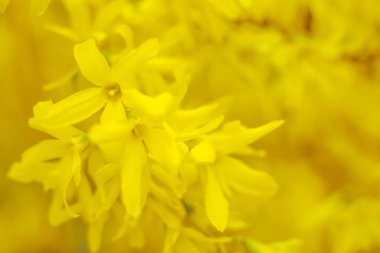Bulanık çiçek arkaplanı. Dolu çiçekler ve orman ağacının ilk yaprakları. Bahar, ziyafet, kutlama ve güzel çiçek dekorasyonu konsepti. Yumuşak seçici bir odak ile yakın çekim. Ayarlanmış