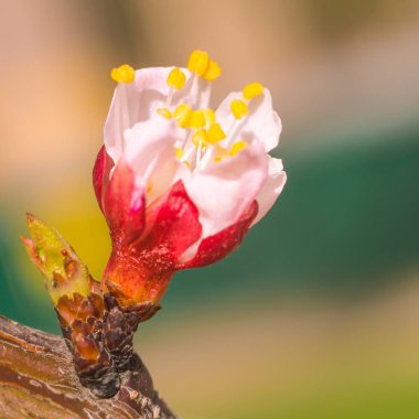 Bulanık çiçek arkaplanı. Dolu çiçekler ve orman ağacının ilk yaprakları. Bahar, ziyafet, kutlama ve güzel çiçek dekorasyonu konsepti. Yumuşak seçici odaklı yakın plan