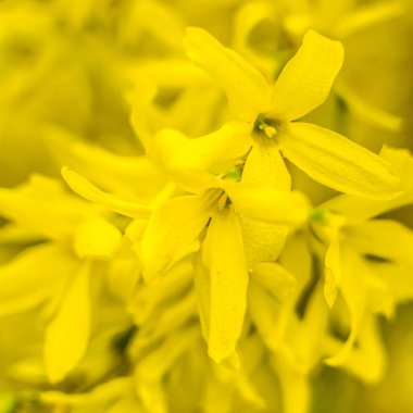 Bahar çiçeği konsepti. Orman ağacı çiçek açmış. Soyut, bulanık bir arkaplanda güzel bir çiçek. Yumuşak seçici odaklı yakın plan.