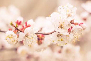 Bulanık çiçek arkaplanı. Dolu çiçekler ve orman ağacının ilk yaprakları. Bahar, ziyafet, kutlama ve güzel çiçek dekorasyonu konsepti. Yumuşak seçici bir odak ile yakın çekim. Ayarlanmış
