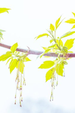 Bulanık çiçek arkaplanı. Dolu çiçekler ve orman ağacının ilk yaprakları. Bahar, ziyafet, kutlama ve güzel çiçek dekorasyonu konsepti. Yumuşak seçici bir odak ile yakın çekim. Ayarlanmış