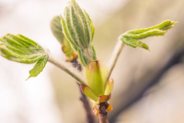 Bulanık çiçek arkaplanı. Dolu çiçekler ve orman ağacının ilk yaprakları. Bahar, ziyafet, kutlama ve güzel çiçek dekorasyonu konsepti. Yumuşak seçici bir odak ile yakın çekim. Ayarlanmış