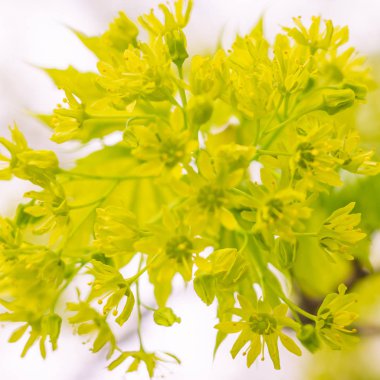 Bulanık çiçek arkaplanı. Dolu çiçekler ve orman ağacının ilk yaprakları. Bahar, ziyafet, kutlama ve güzel çiçek dekorasyonu konsepti. Yumuşak seçici odaklı yakın plan