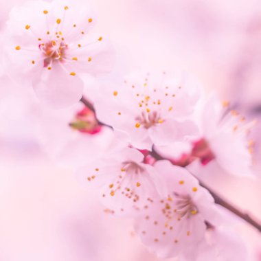 Bulanık çiçek arkaplanı. Dolu çiçekler ve orman ağacının ilk yaprakları. Bahar, ziyafet, kutlama ve güzel çiçek dekorasyonu konsepti. Yumuşak seçici bir odak ile yakın çekim. Ayarlanmış