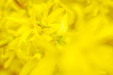 Bulanık çiçek arkaplanı. Dolu çiçekler ve orman ağacının ilk yaprakları. Bahar, ziyafet, kutlama ve güzel çiçek dekorasyonu konsepti. Yumuşak seçici bir odak ile yakın çekim. Ayarlanmış