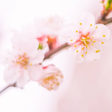 Bulanık çiçek arkaplanı. Dolu çiçekler ve orman ağacının ilk yaprakları. Bahar, ziyafet, kutlama ve güzel çiçek dekorasyonu konsepti. Yumuşak seçici odaklı yakın plan