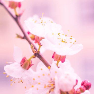 Bulanık çiçek arkaplanı. Dolu çiçekler ve orman ağacının ilk yaprakları. Bahar, ziyafet, kutlama ve güzel çiçek dekorasyonu konsepti. Yumuşak seçici bir odak ile yakın çekim. Ayarlanmış