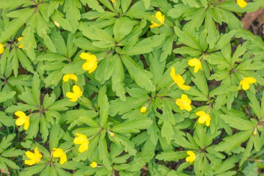 Bulanık çiçek arkaplanı. Dolu çiçekler ve orman ağacının ilk yaprakları. Bahar, ziyafet, kutlama ve güzel çiçek dekorasyonu konsepti. Yumuşak seçici bir odak ile yakın çekim. Ayarlanmış