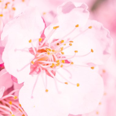 Bulanık çiçek arkaplanı. Dolu çiçekler ve orman ağacının ilk yaprakları. Bahar, ziyafet, kutlama ve güzel çiçek dekorasyonu konsepti. Yumuşak seçici bir odak ile yakın çekim. Ayarlanmış