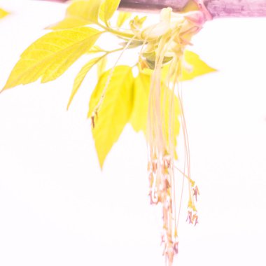 Bulanık çiçek arkaplanı. Dolu çiçekler ve orman ağacının ilk yaprakları. Bahar, ziyafet, kutlama ve güzel çiçek dekorasyonu konsepti. Yumuşak seçici bir odak ile yakın çekim. Ayarlanmış