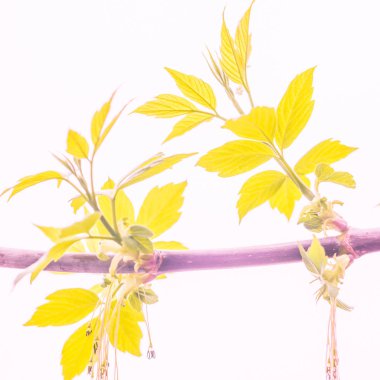 Bulanık çiçek arkaplanı. Dolu çiçekler ve orman ağacının ilk yaprakları. Bahar, ziyafet, kutlama ve güzel çiçek dekorasyonu konsepti. Yumuşak seçici bir odak ile yakın çekim. Ayarlanmış