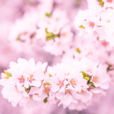 Bulanık çiçek arkaplanı. Dolu çiçekler ve orman ağacının ilk yaprakları. Bahar, ziyafet, kutlama ve güzel çiçek dekorasyonu konsepti. Yumuşak seçici bir odak ile yakın çekim. Ayarlanmış