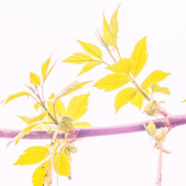 Bulanık çiçek arkaplanı. Dolu çiçekler ve orman ağacının ilk yaprakları. Bahar, ziyafet, kutlama ve güzel çiçek dekorasyonu konsepti. Yumuşak seçici bir odak ile yakın çekim. Ayarlanmış