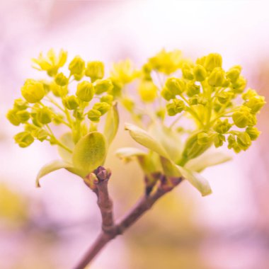 Bulanık çiçek arkaplanı. Dolu çiçekler ve orman ağacının ilk yaprakları. Bahar, ziyafet, kutlama ve güzel çiçek dekorasyonu konsepti. Yumuşak seçici bir odak ile yakın çekim. Ayarlanmış
