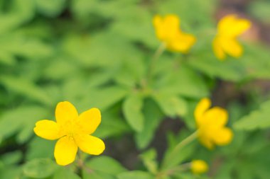 Bulanık çiçek arkaplanı. Dolu çiçekler ve orman ağacının ilk yaprakları. Bahar, ziyafet, kutlama ve güzel çiçek dekorasyonu konsepti. Yumuşak seçici bir odak ile yakın çekim. Ayarlanmış