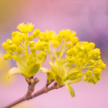 Bulanık çiçek arkaplanı. Dolu çiçekler ve orman ağacının ilk yaprakları. Bahar, ziyafet, kutlama ve güzel çiçek dekorasyonu konsepti. Yumuşak seçici bir odak ile yakın çekim. Ayarlanmış
