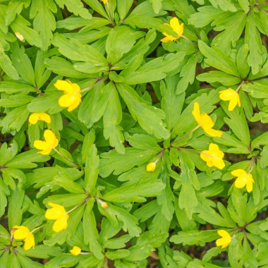 Bulanık çiçek arkaplanı. Dolu çiçekler ve orman ağacının ilk yaprakları. Bahar, ziyafet, kutlama ve güzel çiçek dekorasyonu konsepti. Yumuşak seçici odaklı yakın plan