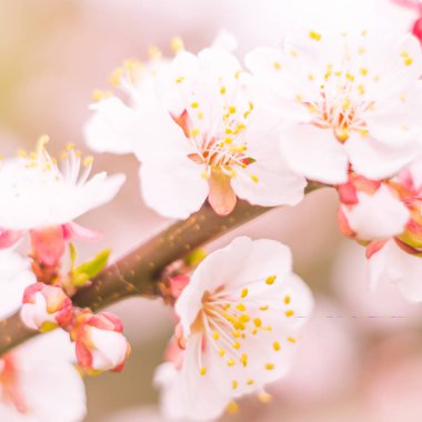 Bulanık çiçek arkaplanı. Dolu çiçekler ve orman ağacının ilk yaprakları. Bahar, ziyafet, kutlama ve güzel çiçek dekorasyonu konsepti. Yumuşak seçici odaklı yakın plan