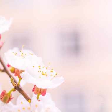 Bulanık çiçek arkaplanı. Dolu çiçekler ve orman ağacının ilk yaprakları. Bahar, ziyafet, kutlama ve güzel çiçek dekorasyonu konsepti. Yumuşak seçici odaklı yakın plan