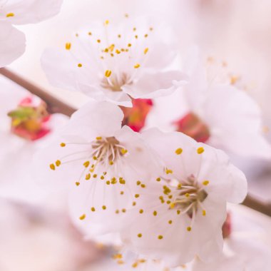 Bulanık çiçek arkaplanı. Dolu çiçekler ve orman ağacının ilk yaprakları. Bahar, ziyafet, kutlama ve güzel çiçek dekorasyonu konsepti. Yumuşak seçici odaklı yakın plan