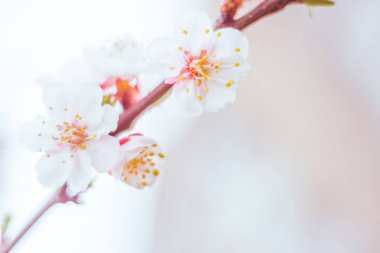 Bulanık çiçek arkaplanı. Dolu çiçekler ve orman ağacının ilk yaprakları. Bahar, ziyafet, kutlama ve güzel çiçek dekorasyonu konsepti. Yumuşak seçici bir odak ile yakın çekim. Ayarlanmış