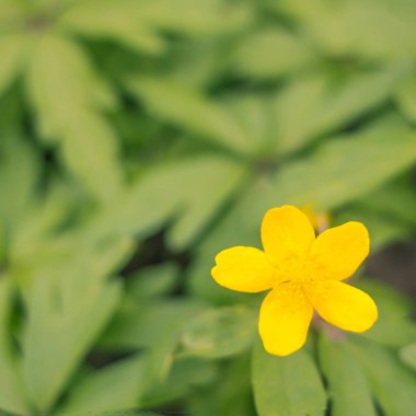 Bulanık çiçek arkaplanı. Dolu çiçekler ve orman ağacının ilk yaprakları. Bahar, ziyafet, kutlama ve güzel çiçek dekorasyonu konsepti. Yumuşak seçici bir odak ile yakın çekim. Ayarlanmış