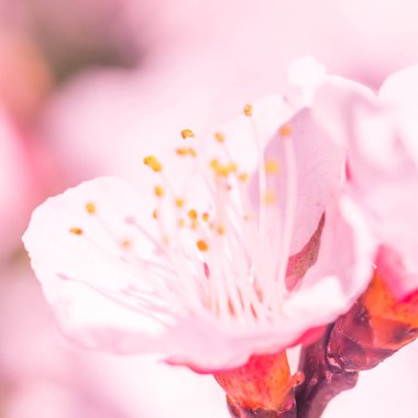 Bulanık çiçek arkaplanı. Dolu çiçekler ve orman ağacının ilk yaprakları. Bahar, ziyafet, kutlama ve güzel çiçek dekorasyonu konsepti. Yumuşak seçici bir odak ile yakın çekim. Ayarlanmış