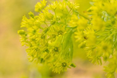 Bulanık çiçek arkaplanı. Dolu çiçekler ve orman ağacının ilk yaprakları. Bahar, ziyafet, kutlama ve güzel çiçek dekorasyonu konsepti. Yumuşak seçici bir odak ile yakın çekim. Ayarlanmış