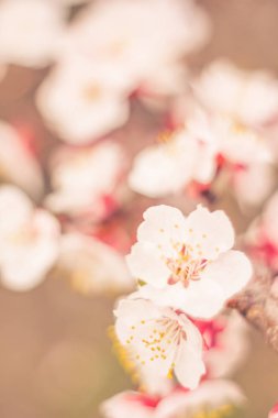 Bulanık çiçek arkaplanı. Dolu çiçekler ve orman ağacının ilk yaprakları. Bahar, ziyafet, kutlama ve güzel çiçek dekorasyonu konsepti. Yumuşak seçici bir odak ile yakın çekim. Ayarlanmış