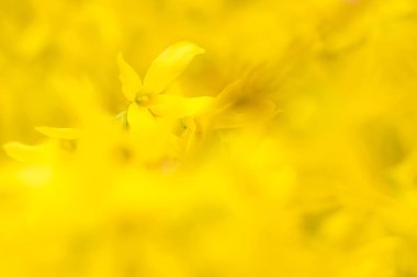 Bulanık çiçek arkaplanı. Dolu çiçekler ve orman ağacının ilk yaprakları. Bahar, ziyafet, kutlama ve güzel çiçek dekorasyonu konsepti. Yumuşak seçici bir odak ile yakın çekim. Ayarlanmış