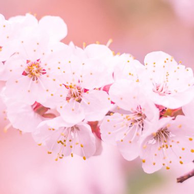 Bulanık çiçek arkaplanı. Dolu çiçekler ve orman ağacının ilk yaprakları. Bahar, ziyafet, kutlama ve güzel çiçek dekorasyonu konsepti. Yumuşak seçici bir odak ile yakın çekim. Ayarlanmış