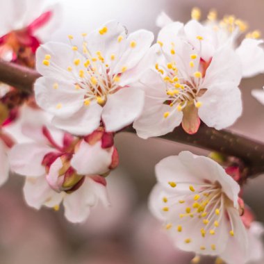 Bahar çiçek konsepti. Kayısı ağacının tam çiçeklenme. Soyut bulanık arka plan üzerinde güzel çiçek. Yumuşak seçici odakla yakın çekim.