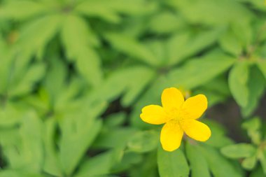 Bulanık çiçek arkaplanı. Dolu çiçekler ve orman ağacının ilk yaprakları. Bahar, ziyafet, kutlama ve güzel çiçek dekorasyonu konsepti. Yumuşak seçici bir odak ile yakın çekim. Ayarlanmış