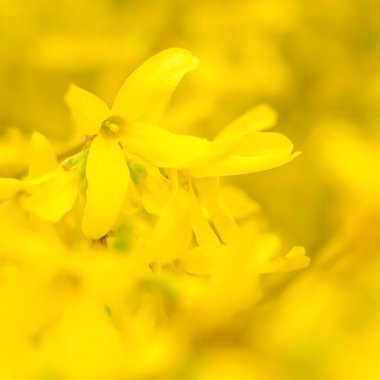 Bulanık çiçek arkaplanı. Dolu çiçekler ve orman ağacının ilk yaprakları. Bahar, ziyafet, kutlama ve güzel çiçek dekorasyonu konsepti. Yumuşak seçici odaklı yakın plan