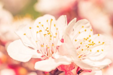 Bulanık çiçek arkaplanı. Dolu çiçekler ve orman ağacının ilk yaprakları. Bahar, ziyafet, kutlama ve güzel çiçek dekorasyonu konsepti. Yumuşak seçici bir odak ile yakın çekim. Ayarlanmış