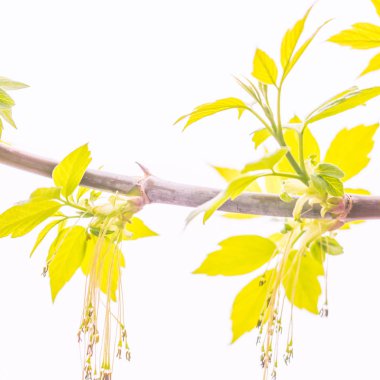 Bulanık çiçek arkaplanı. Dolu çiçekler ve orman ağacının ilk yaprakları. Bahar, ziyafet, kutlama ve güzel çiçek dekorasyonu konsepti. Yumuşak seçici odaklı yakın plan