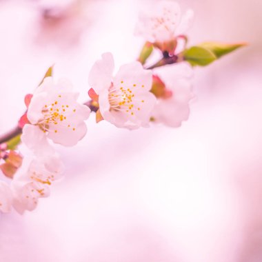 Bulanık çiçek arkaplanı. Dolu çiçekler ve orman ağacının ilk yaprakları. Bahar, ziyafet, kutlama ve güzel çiçek dekorasyonu konsepti. Yumuşak seçici bir odak ile yakın çekim. Ayarlanmış